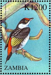 Pin-tailed ManakinĀ (Ilicura militaris)